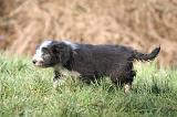 BEARDED COLLIE 404